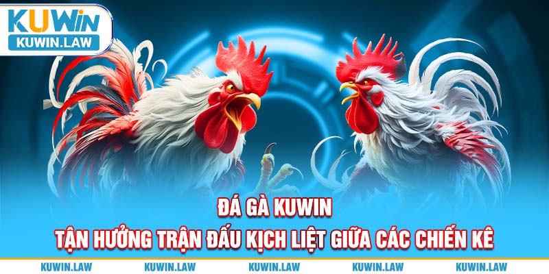 Đá Gà Kuwin – Tận Hưởng Trận Đấu Kịch Liệt Giữa Các Chiến Kê