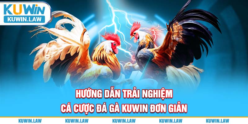 Hướng dẫn trải nghiệm cá cược đá gà Kuwin đơn giản