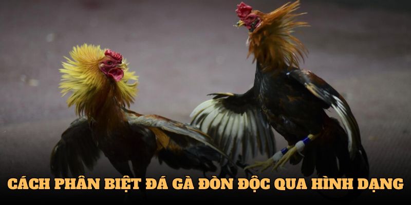 Cách phân biệt đá gà đòn độc qua hình dạng